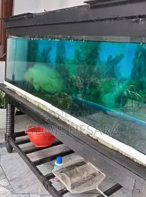 Oscar Fish with Aquarium Tank