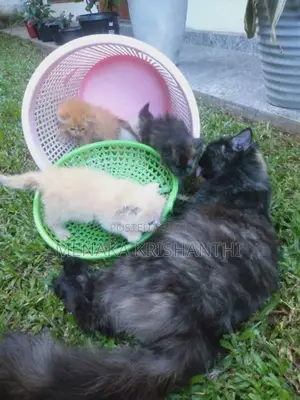 persian kitten
