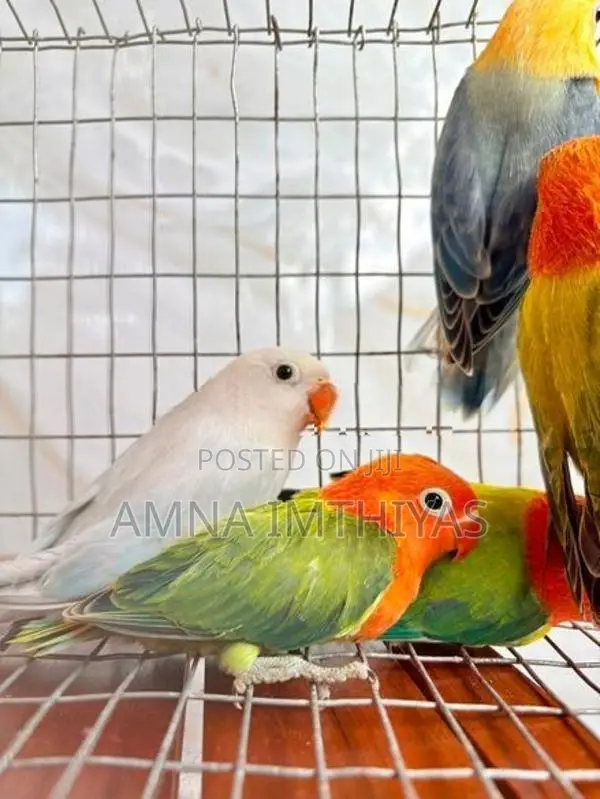 African Love Bird
