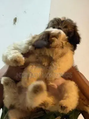 Shih Tzu