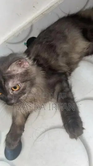 persian cat 7 month old male
