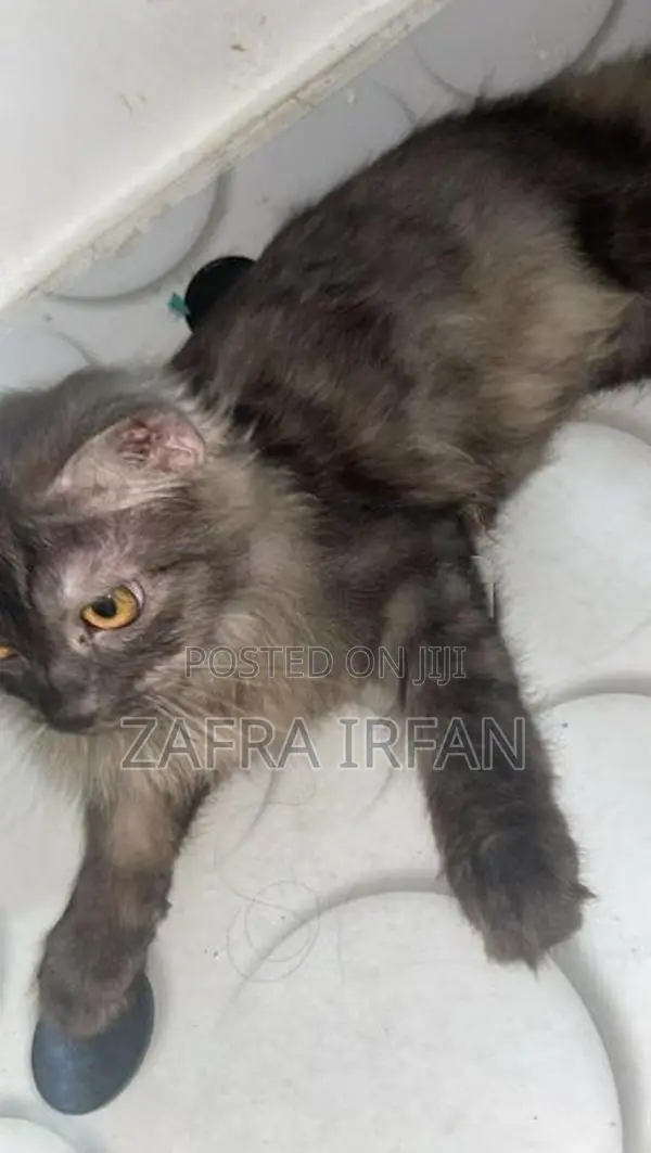 persian cat 7 month old male