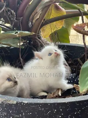 Persian cat