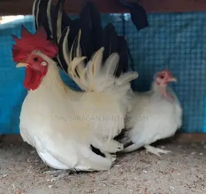 Black Tail Japanese Farm Chick