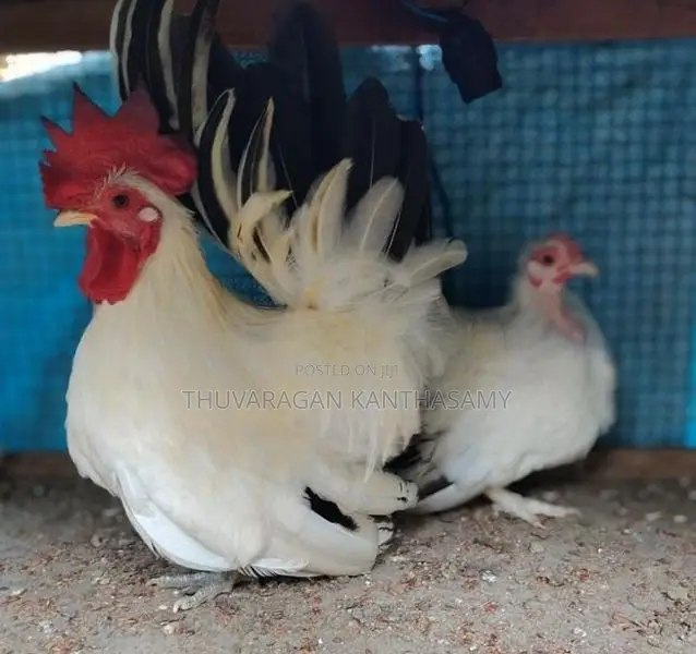 Black Tail Japanese Farm Chick