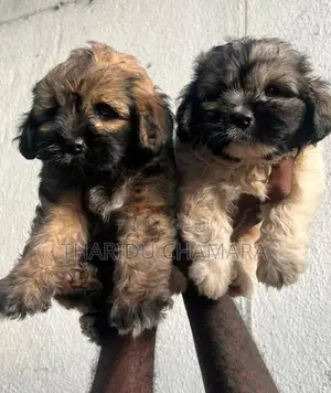 Terrier puppies