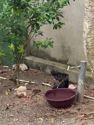 ගම් කුකුල් පැටවුන්