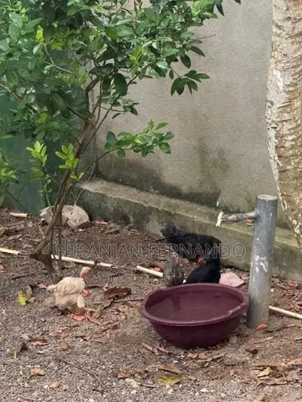ගම් කුකුල් පැටවුන්
