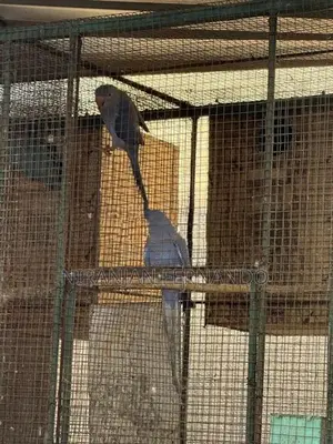 Ring Neck Breeding Pairs