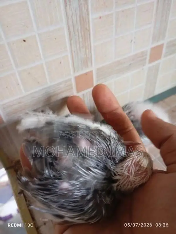 කොක්ටේල් පැටවුන්