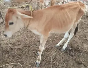 பால்மாடு