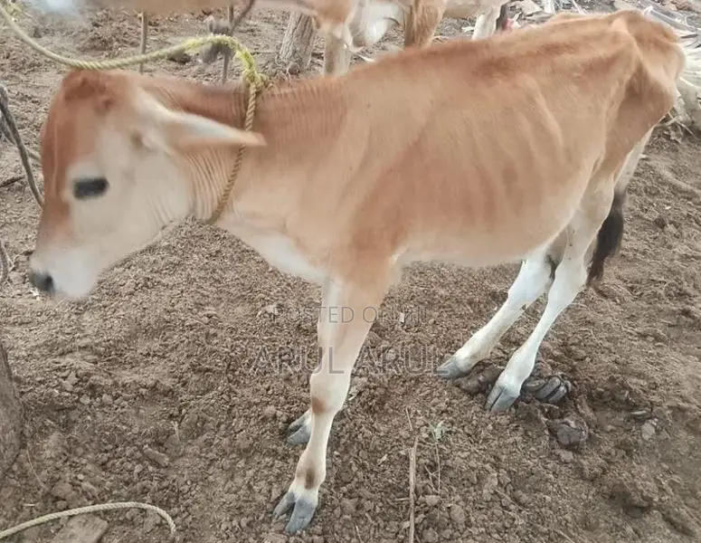 பால்மாடு
