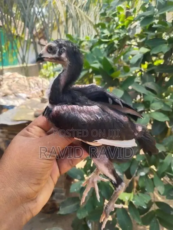 Rooster Chicks