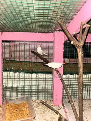 Finches Birds