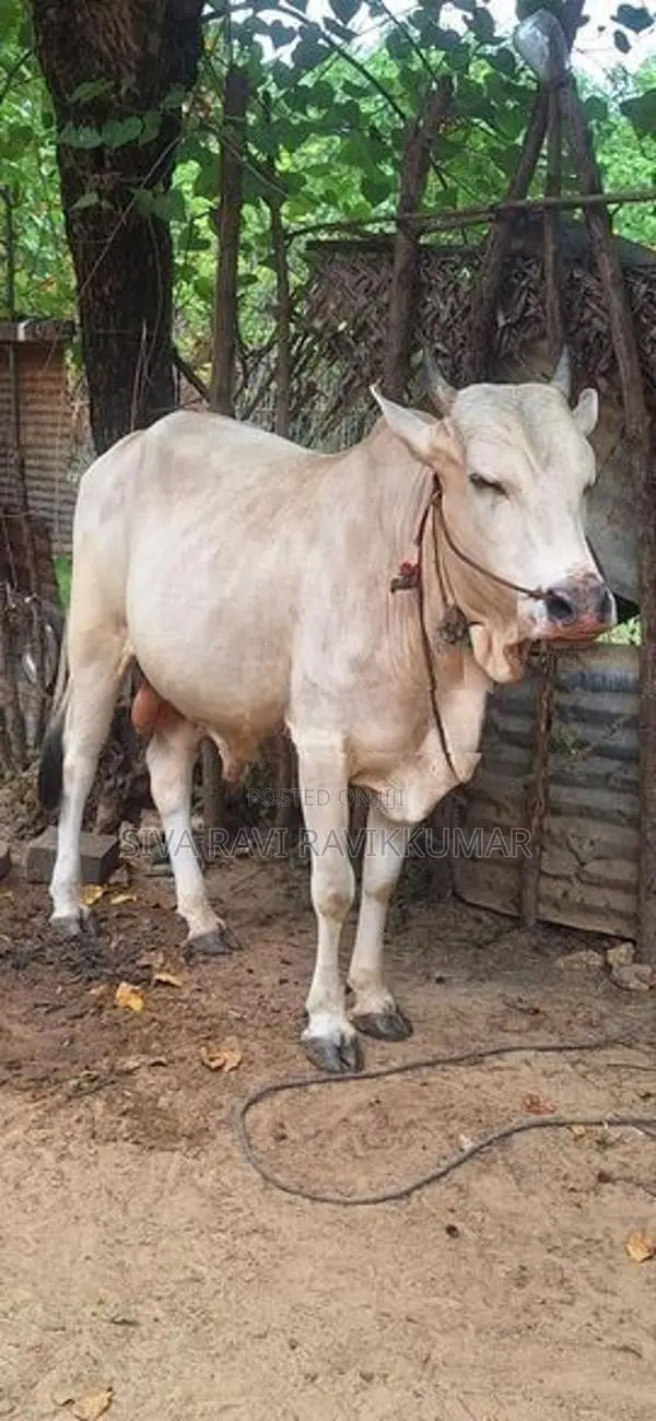 Farm Cow