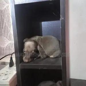 Dachshund Puppy