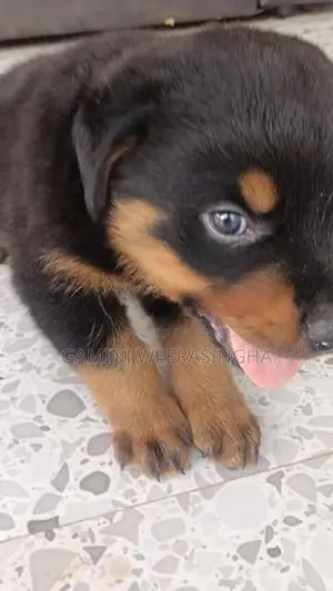 රොට්වයලර් බලු