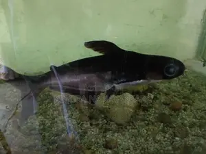 Black Catfish
