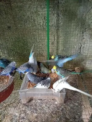 Love Birds
