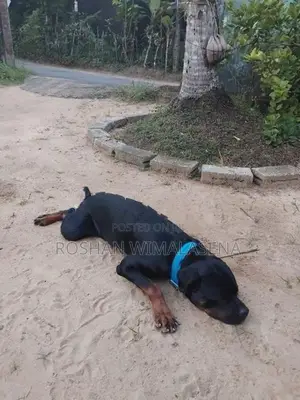 1 Year and 6 Months Old Male Rottweiler