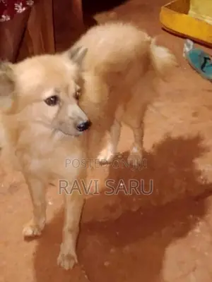Pomeranian Dog