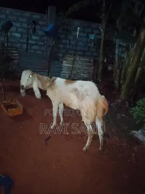 Farm Goat