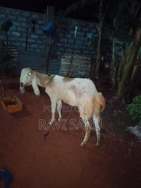Farm Goat