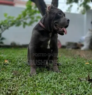 American Bully