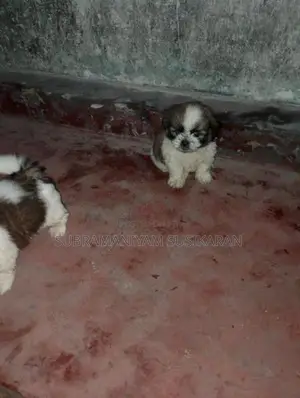 Shitzu ශිට්ශූ