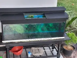 Oscar Fish with Aquarium Tank