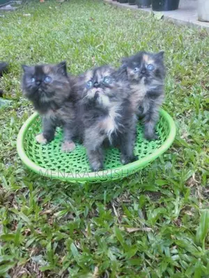 persian kitten