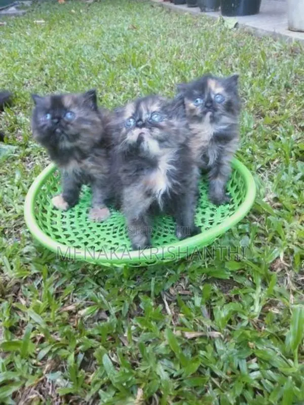 persian kitten