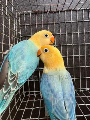 African Love Bird