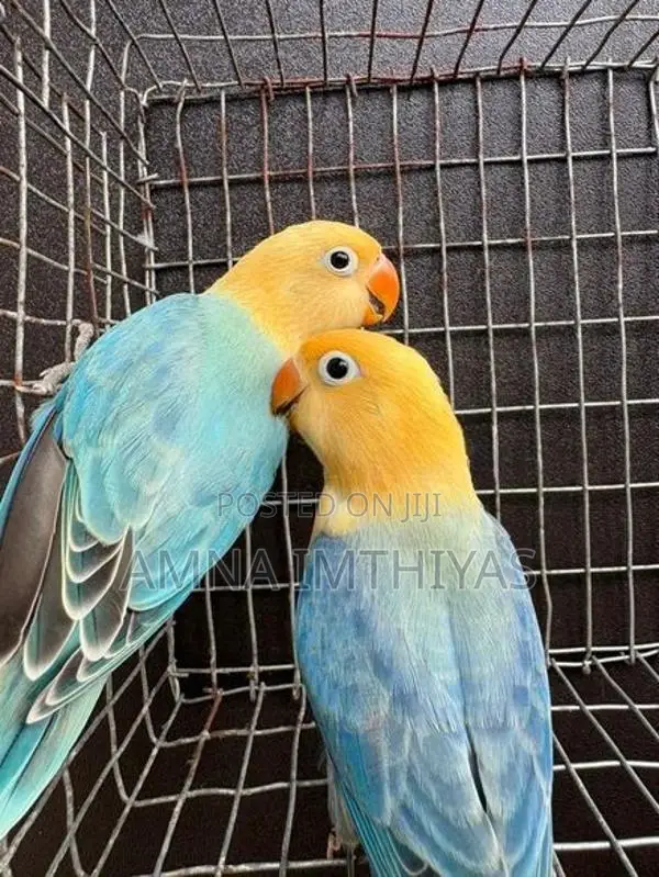 African Love Bird
