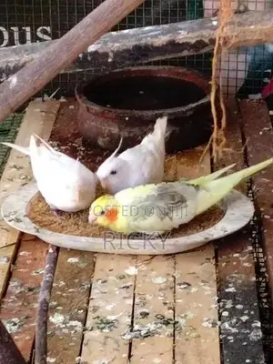 cockatiel bird