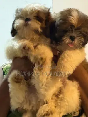 Shih Tzu