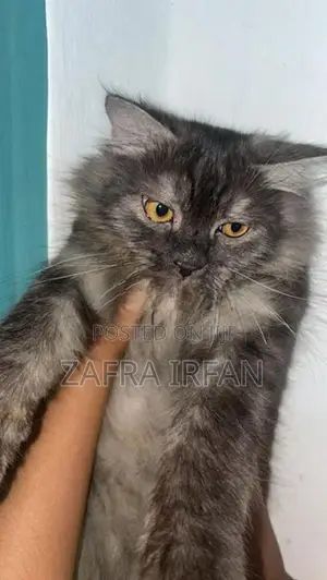 persian cat 7 month old male