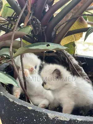 Persian cat