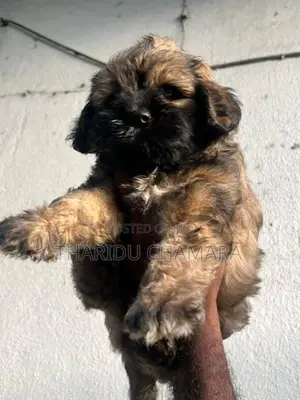 Terrier puppies