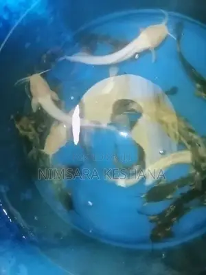 Marbel Catfish (12 Pair)