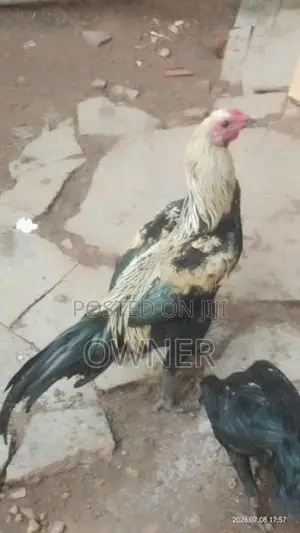 Rooster