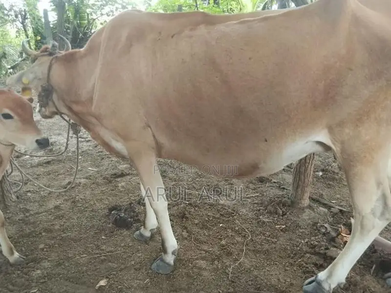 பால்மாடு