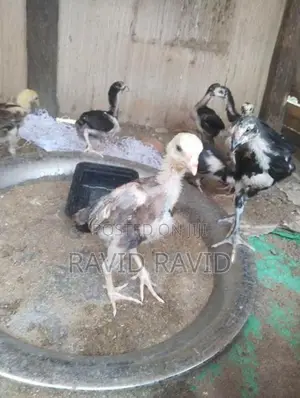 Rooster Chicks