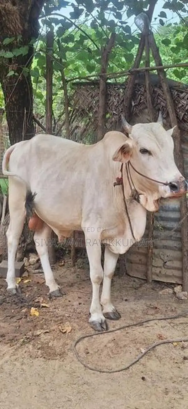 Farm Cow