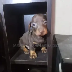 Dachshund Puppy