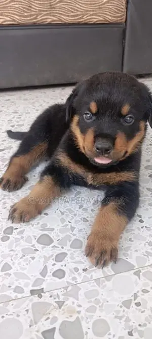 රොට්වයලර් බලු