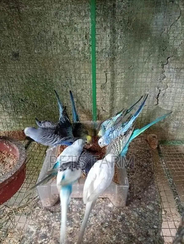 Love Birds