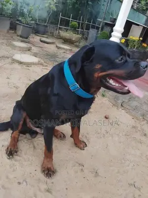 1 Year and 6 Months Old Male Rottweiler