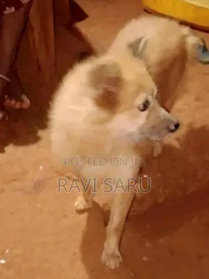 Pomeranian Dog