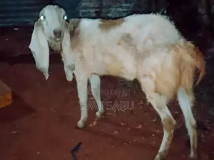 Farm Goat